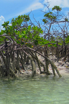 08 mangroves thumb sailn1 flickr
