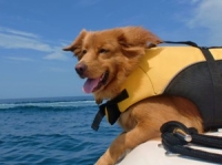 Dog in lifejacket 300