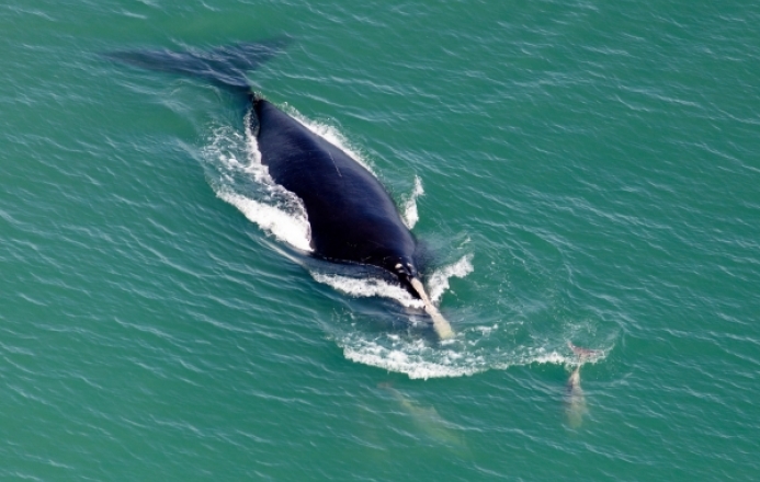 North Altlantic right whale
