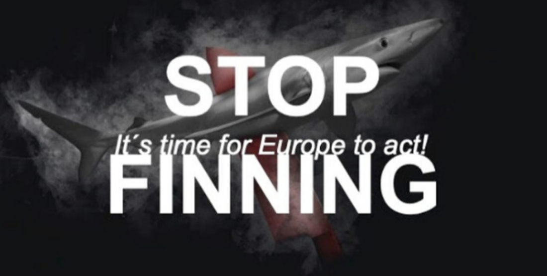 Stop Finning - 1100x555
