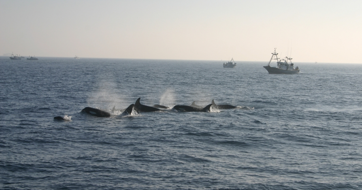Orcas in Gibraltar 2 1200X630