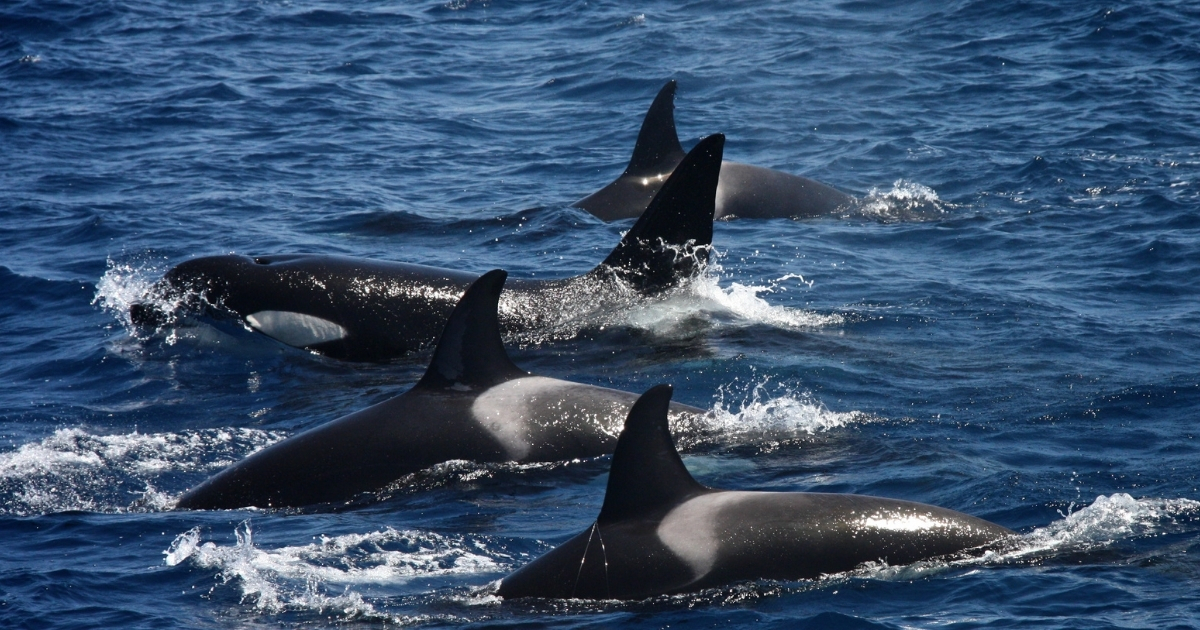 Orcas in Gibraltar 3 1200X630