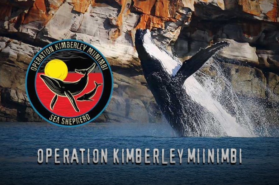 Operation Kimberley Minimbi - 896x596