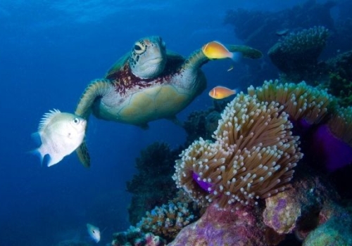 Turtle S Tale Reveals Double Fishing Threat Onboardonline
