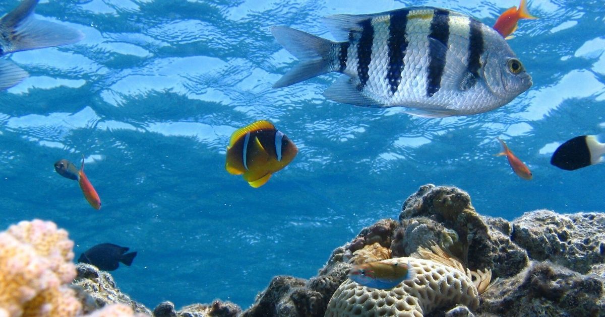 Coral reef Pixabay 1200x630