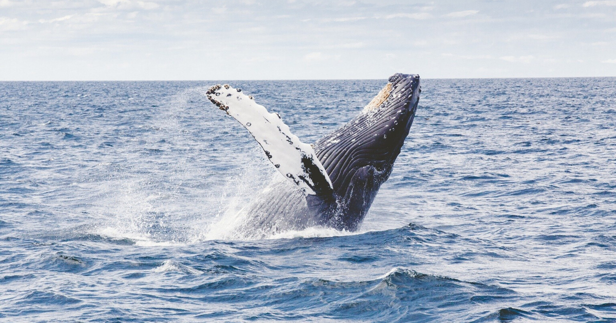 Whales 3 Pixabay 1200x630