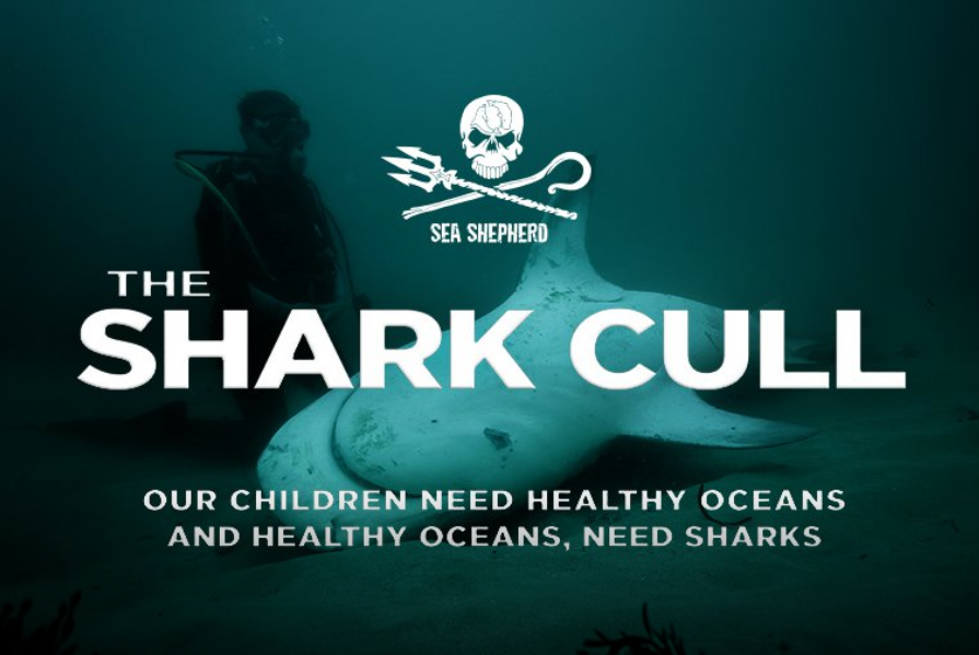 Sea Shepherd - The Shark Cull - 895x599
