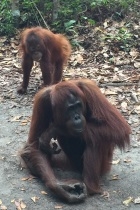 2. LR Orangutans APS Indonesia 140