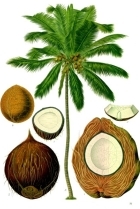 Coconut WikimediaCommons
