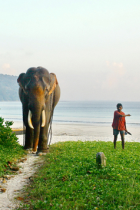 Elephant Andamans