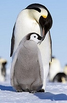 Emperor penguins thumbnail