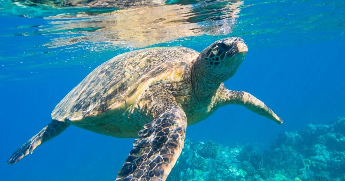 How to Rescue Entangled Turtles at Sea | OnboardOnline