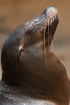 Sea lion head