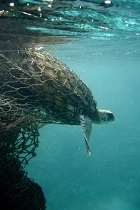 Sea turtle entangled in a ghost net portrait