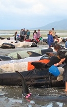 Whales on beach Farewell Split South Island New Zealand