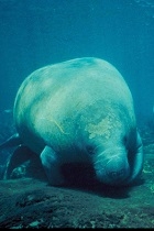 manatee marine mammals underwater.jpgthumbnail
